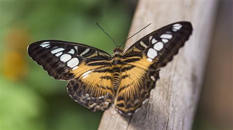 big pictures of butterflies